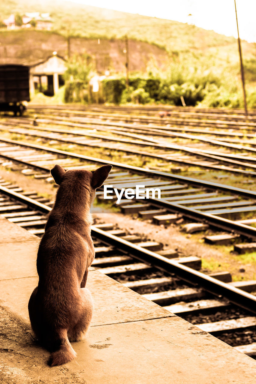 CLOSE-UP OF HORSE ON RAILROAD TRACK