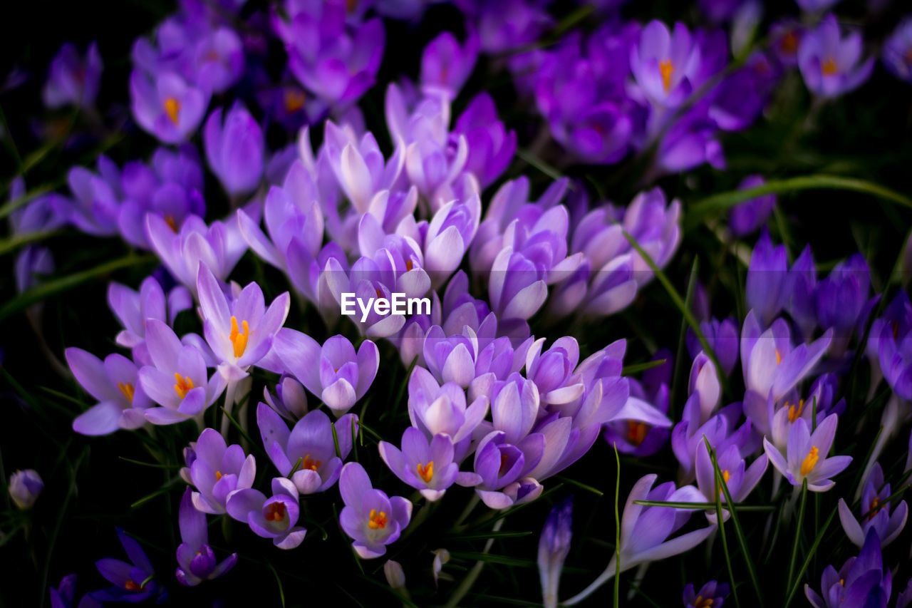 Close-up of purple flowers blooming outdoors