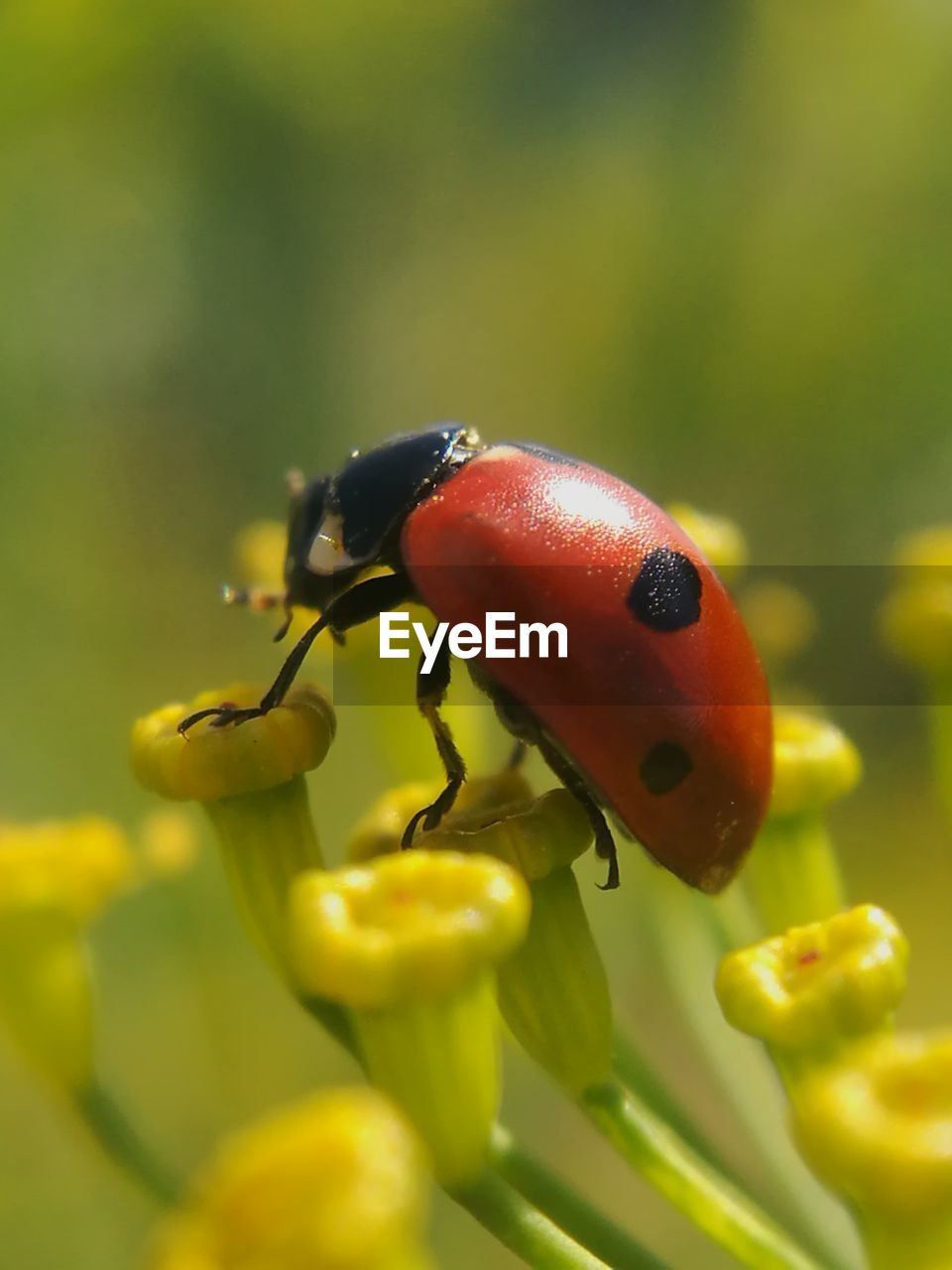 Close-up of ladybug on leaf