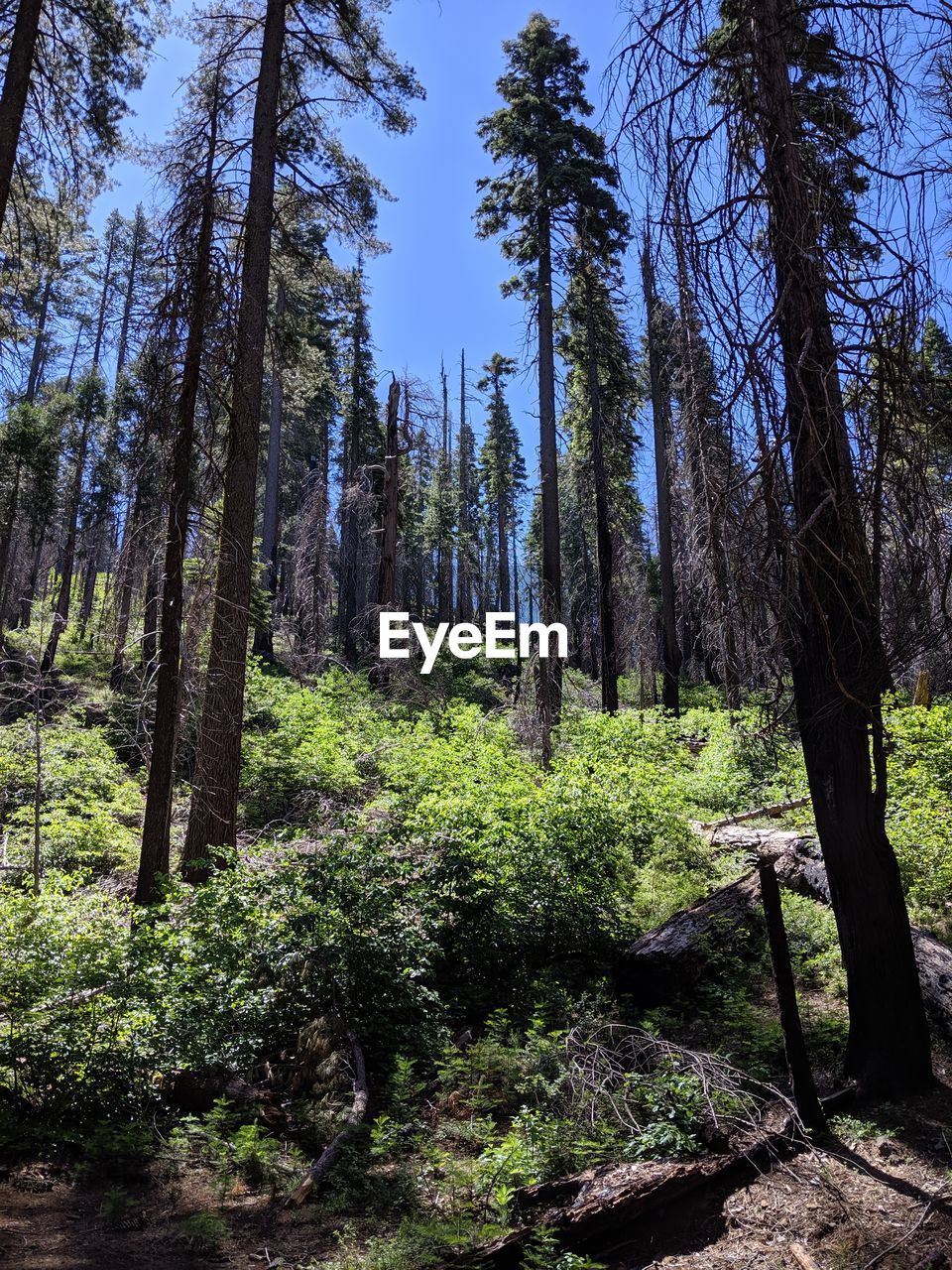 VIEW OF TREES IN FOREST