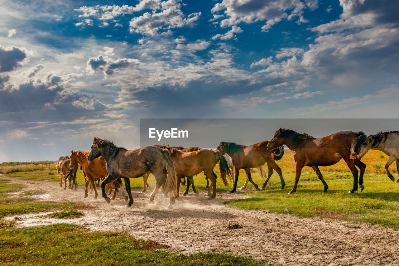 Horses of hulun buir grassland, hailar, inner mongolia, china 2018.09.20