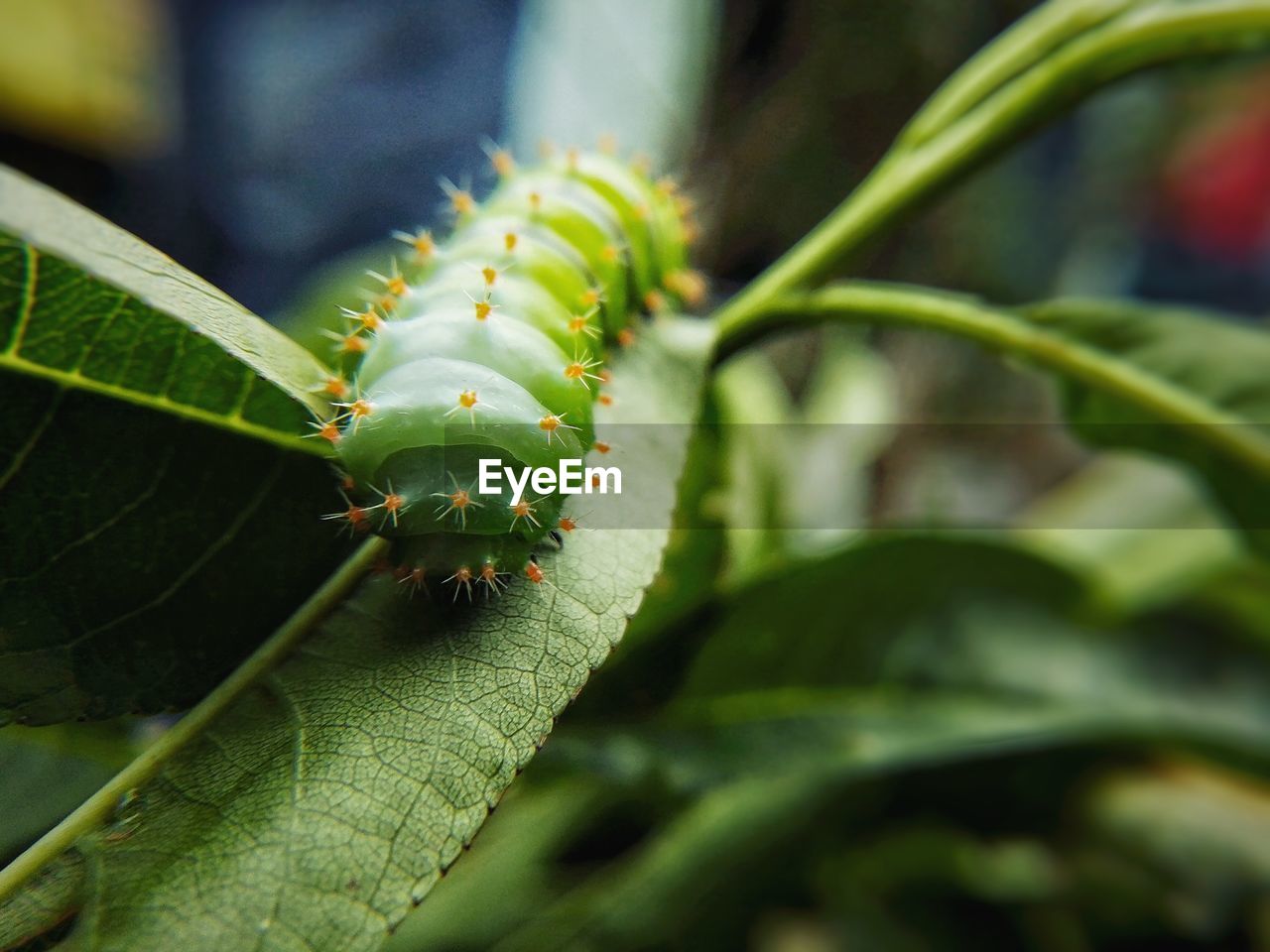 CLOSE-UP OF CATERPILLAR ON PLANT