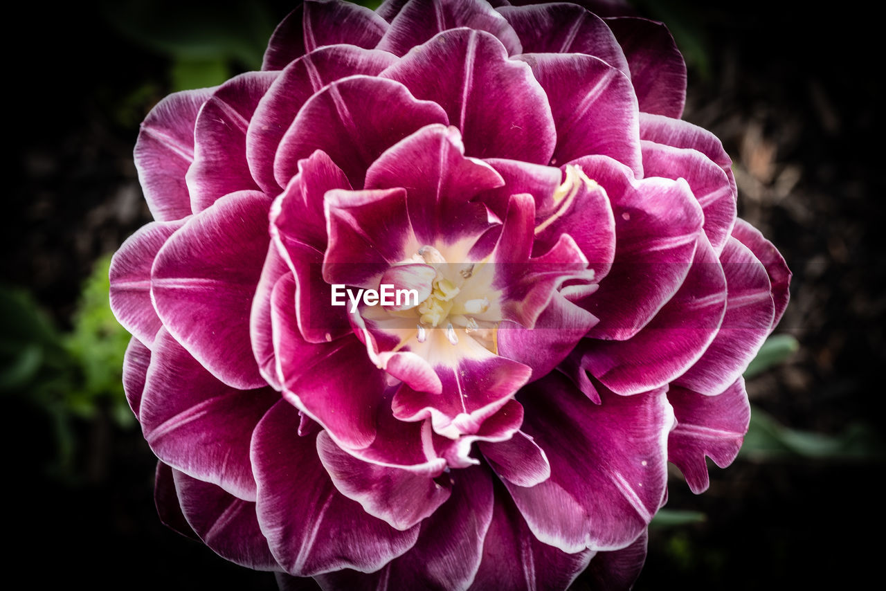 Close-up of pink rose flower