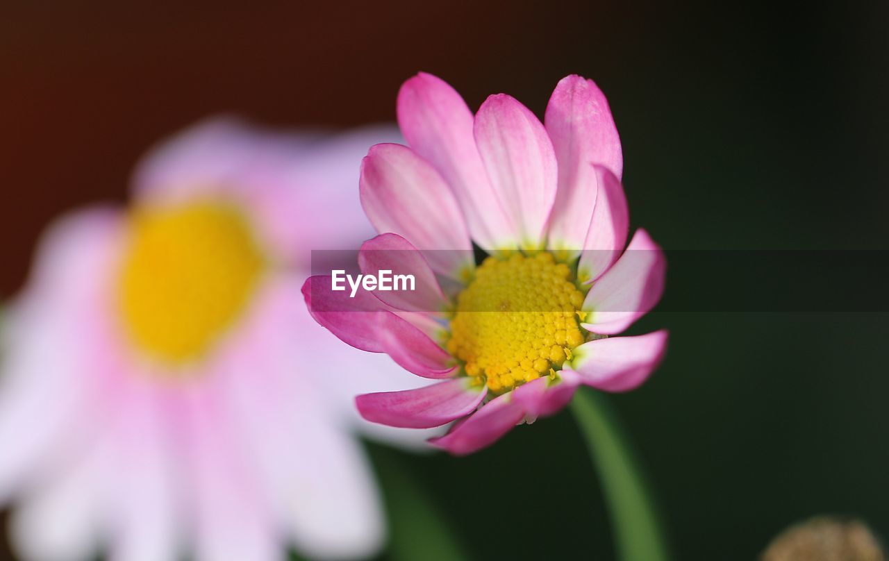 Close-up of pink flower