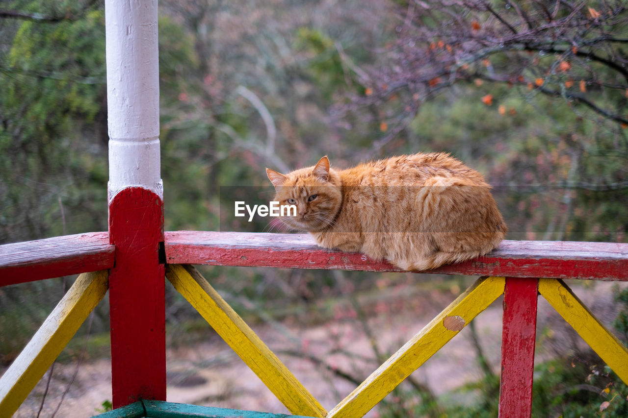 close-up of cat sitting on fence