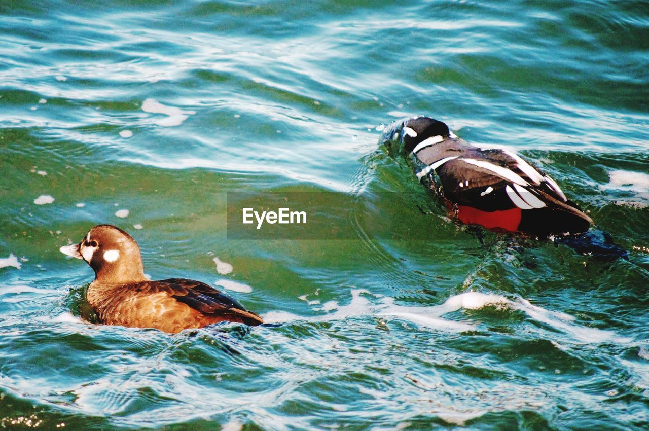 DUCK SWIMMING IN LAKE