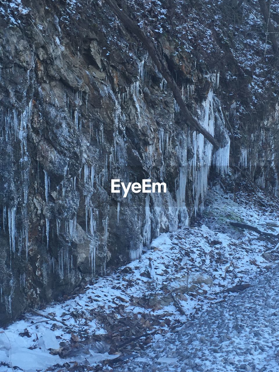 CLOSE-UP OF TREES IN WINTER