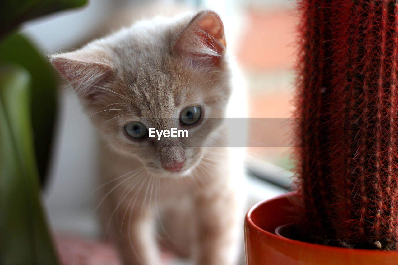 Close-up of kitten at home