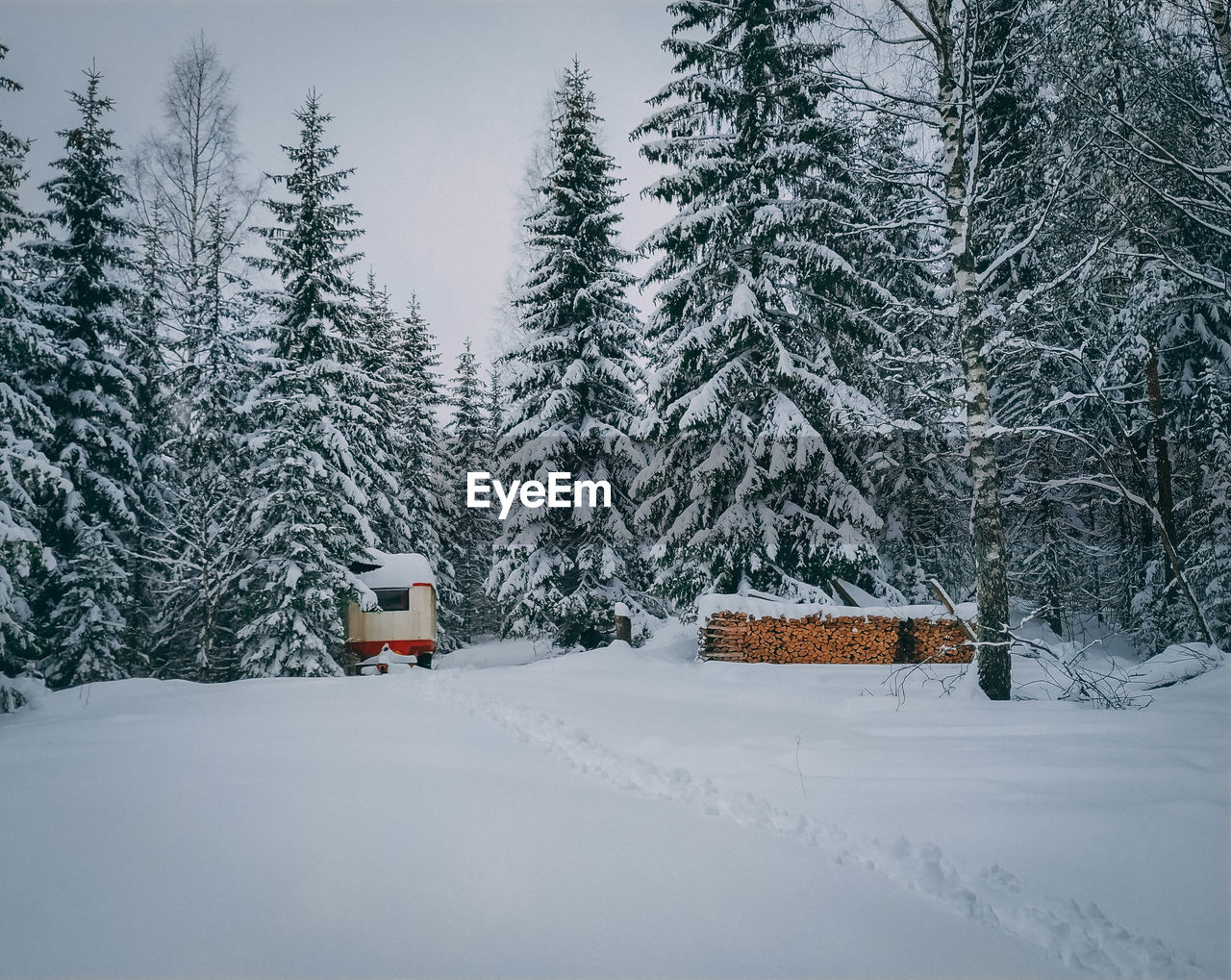 SNOW COVERED FIELD BY TREES AND PLANTS DURING WINTER