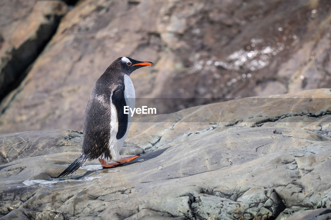 animal themes, bird, animal, animal wildlife, wildlife, one animal, beak, rock, nature, penguin, full length, no people, focus on foreground, day, outdoors, land, beauty in nature, side view, environment