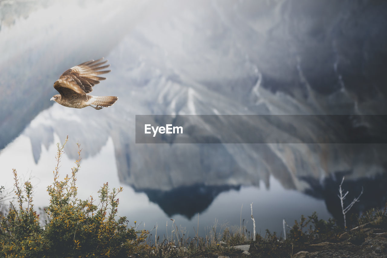 View of bird flying over lake against mountains