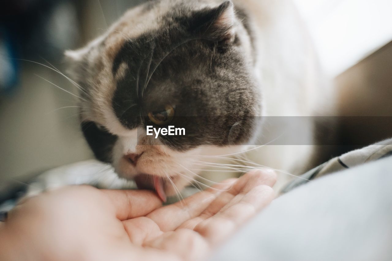 Close-up of cat licking hand