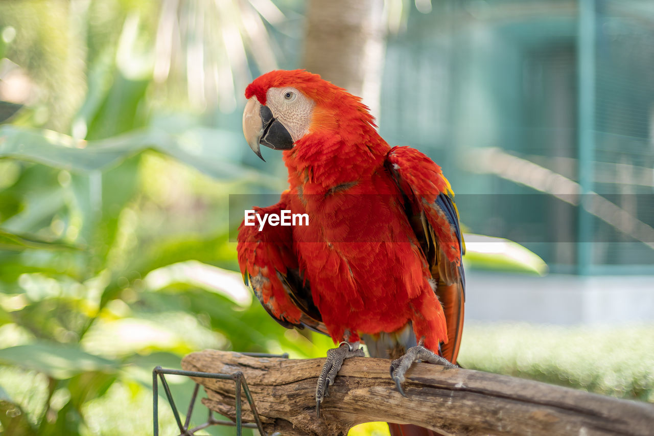 CLOSE-UP OF A PARROT PERCHING ON TREE