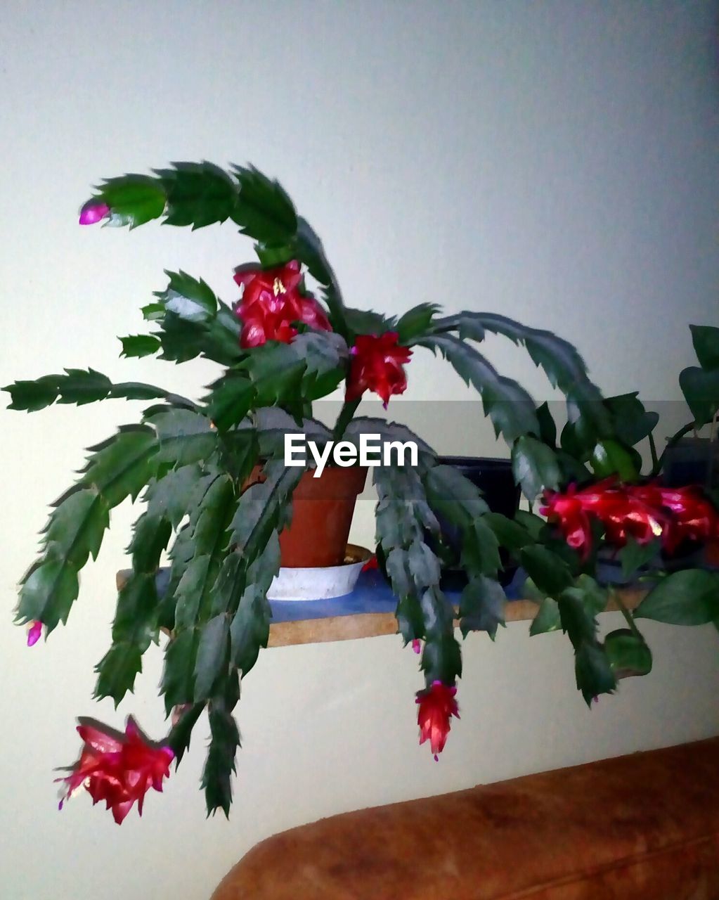 CLOSE-UP OF FLOWERS AGAINST PLANT