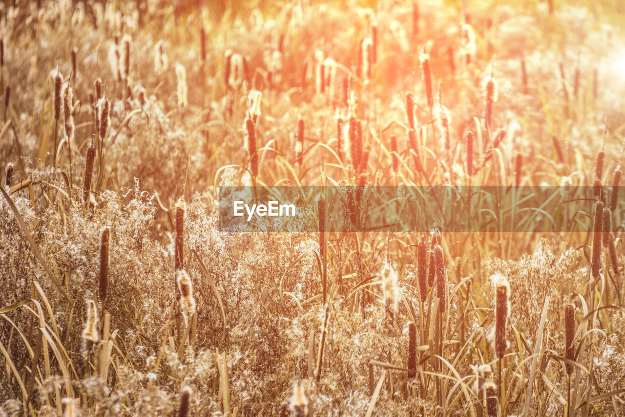 Plants growing on field