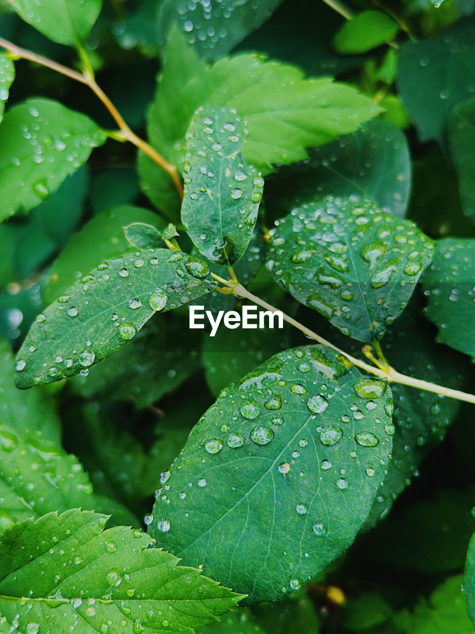 leaf, plant part, drop, green, plant, wet, water, nature, growth, rain, close-up, freshness, beauty in nature, food and drink, dew, flower, no people, outdoors, raindrop, food, day, moisture, shrub, healthy eating, environment, herb, backgrounds