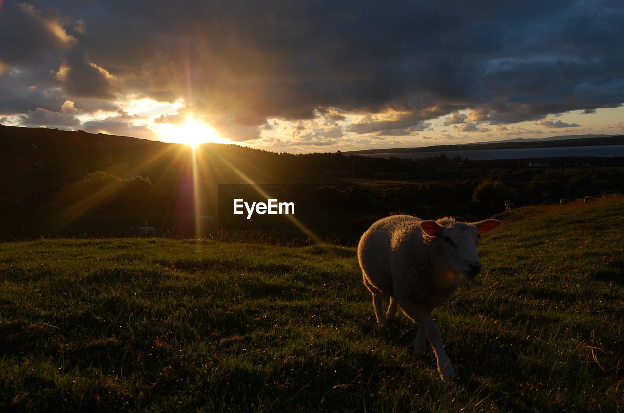 Sheep walking on field at sunset