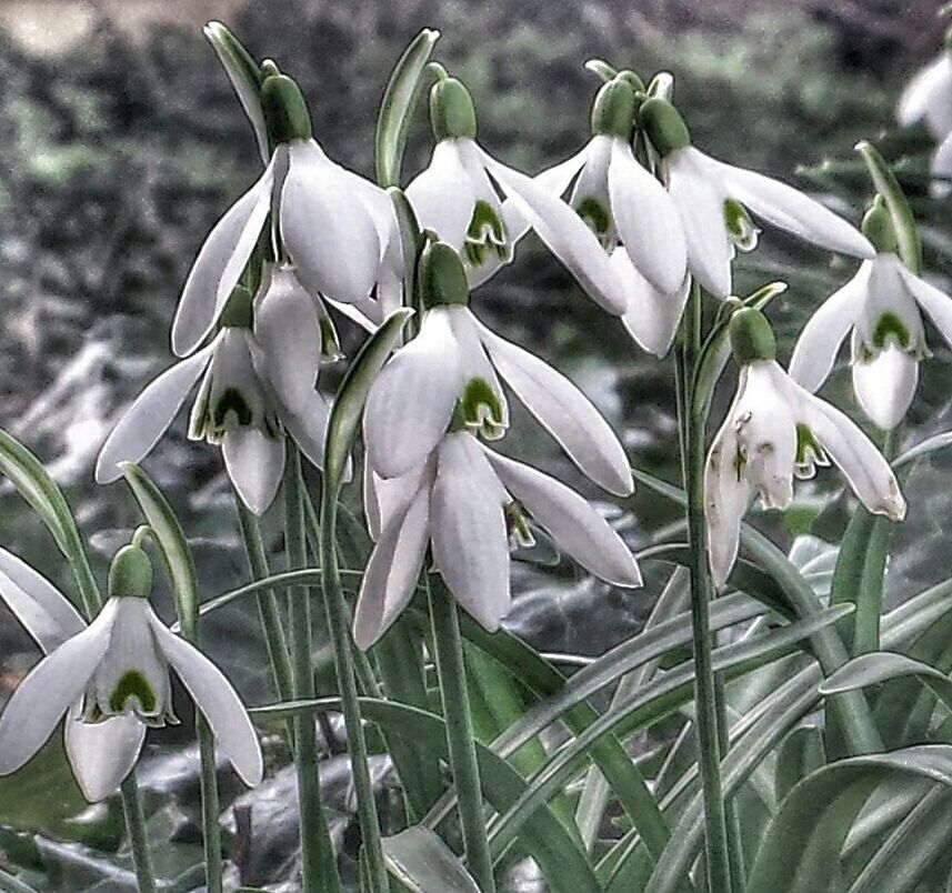 CLOSE-UP OF WHITE FLOWERS BLOOMING OUTDOORS