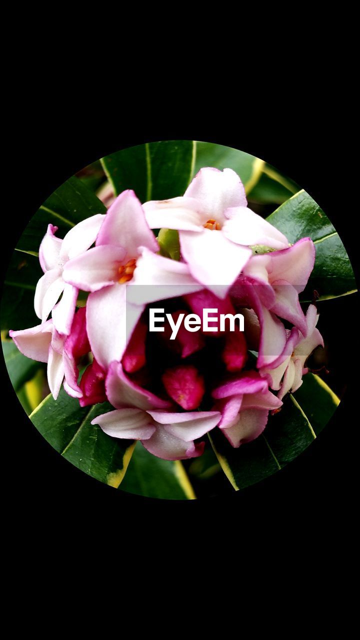 CLOSE-UP OF PINK ROSES