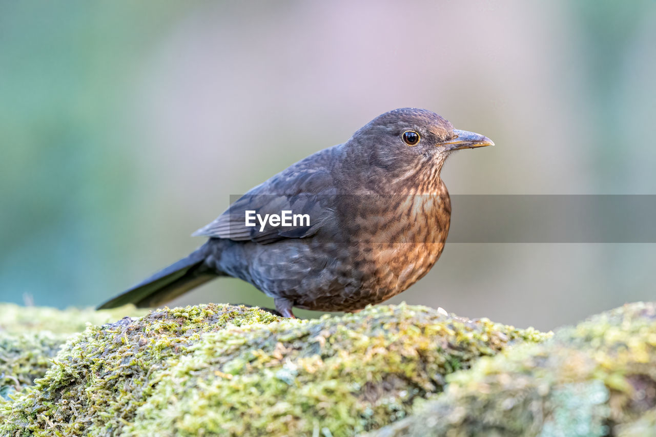 animal themes, animal, bird, animal wildlife, wildlife, one animal, nature, beak, selective focus, close-up, robin, songbird, perching, side view, full length, surface level, no people, day, rock, sunbeam, worm, blackbird, focus on foreground, multi colored, beauty in nature, outdoors, grass, outdoor pursuit, portrait, eating, plant, pattern, black, environment, copy space, sunlight, winter, sitting