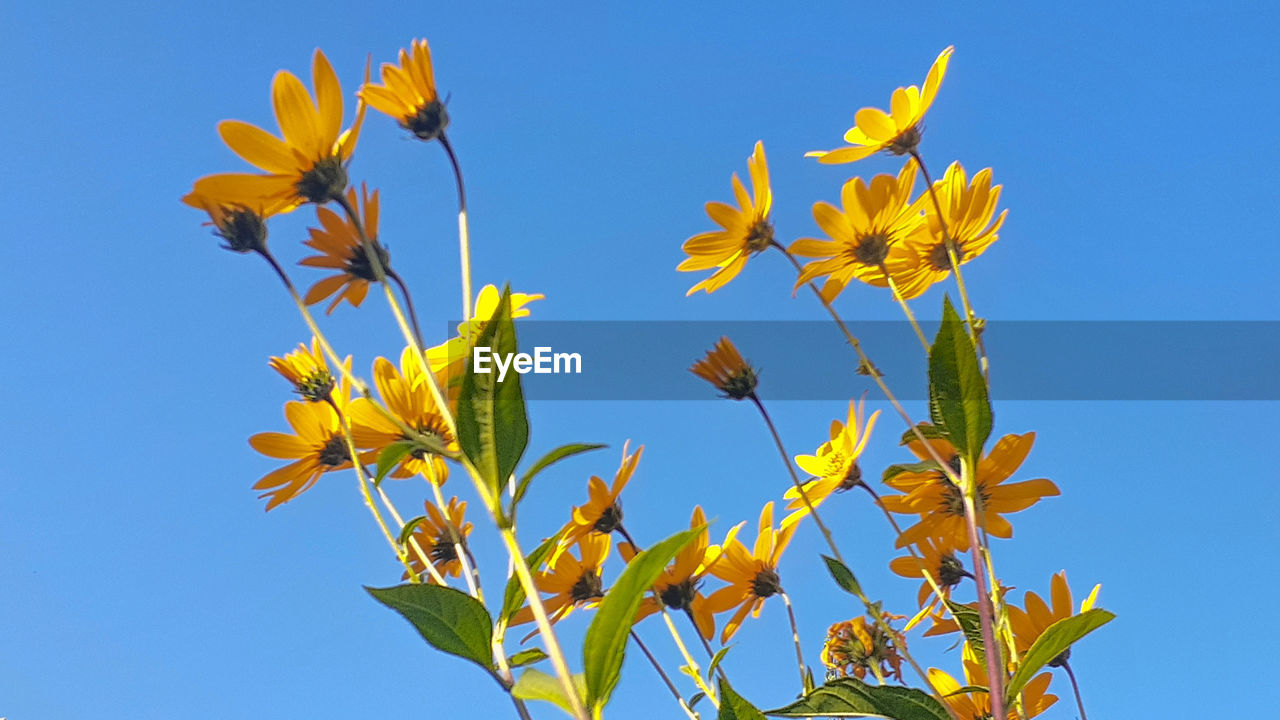 CLOSE-UP OF YELLOW FLOWERING PLANT AGAINST BLUE SKY