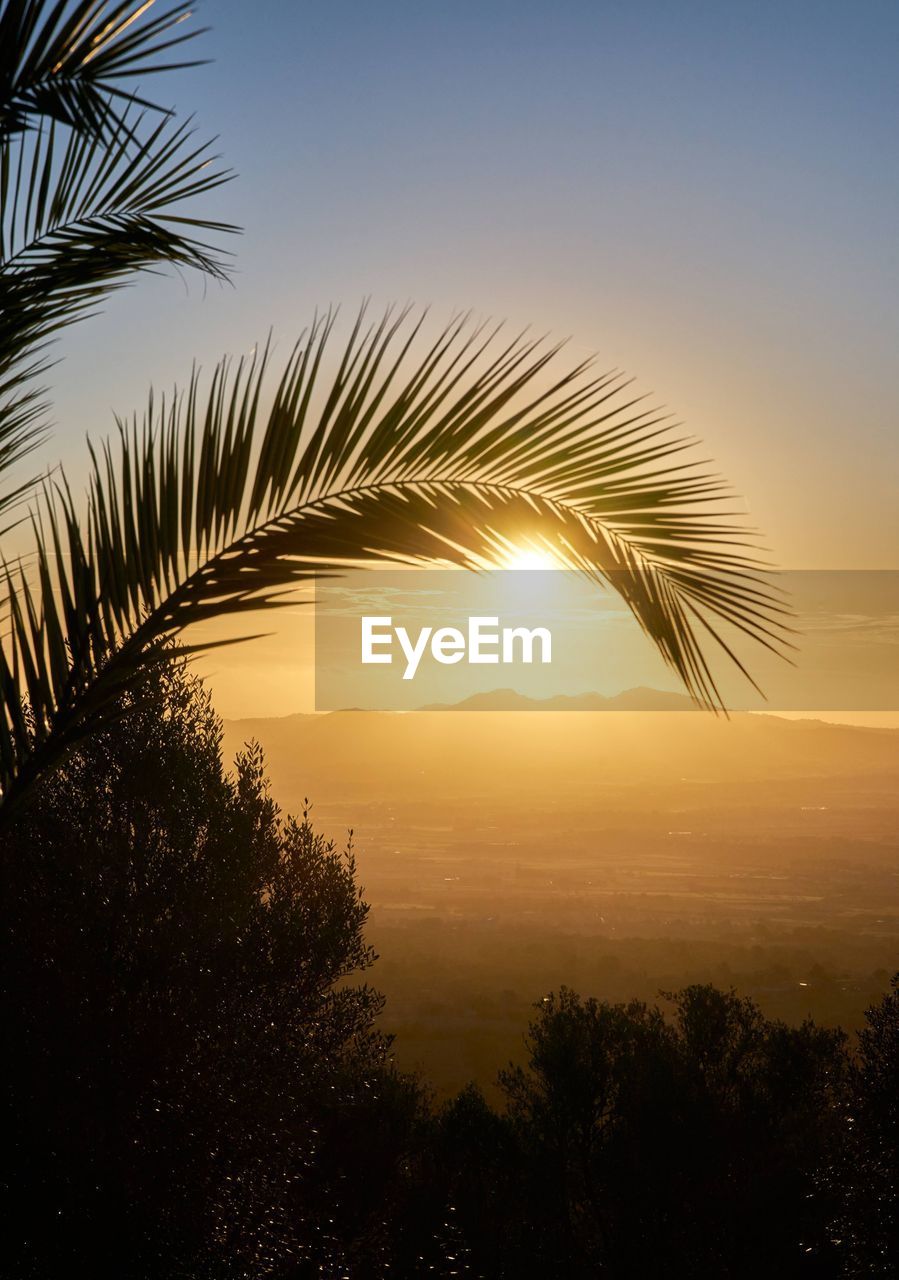 Silhouette palm trees against sky during sunset