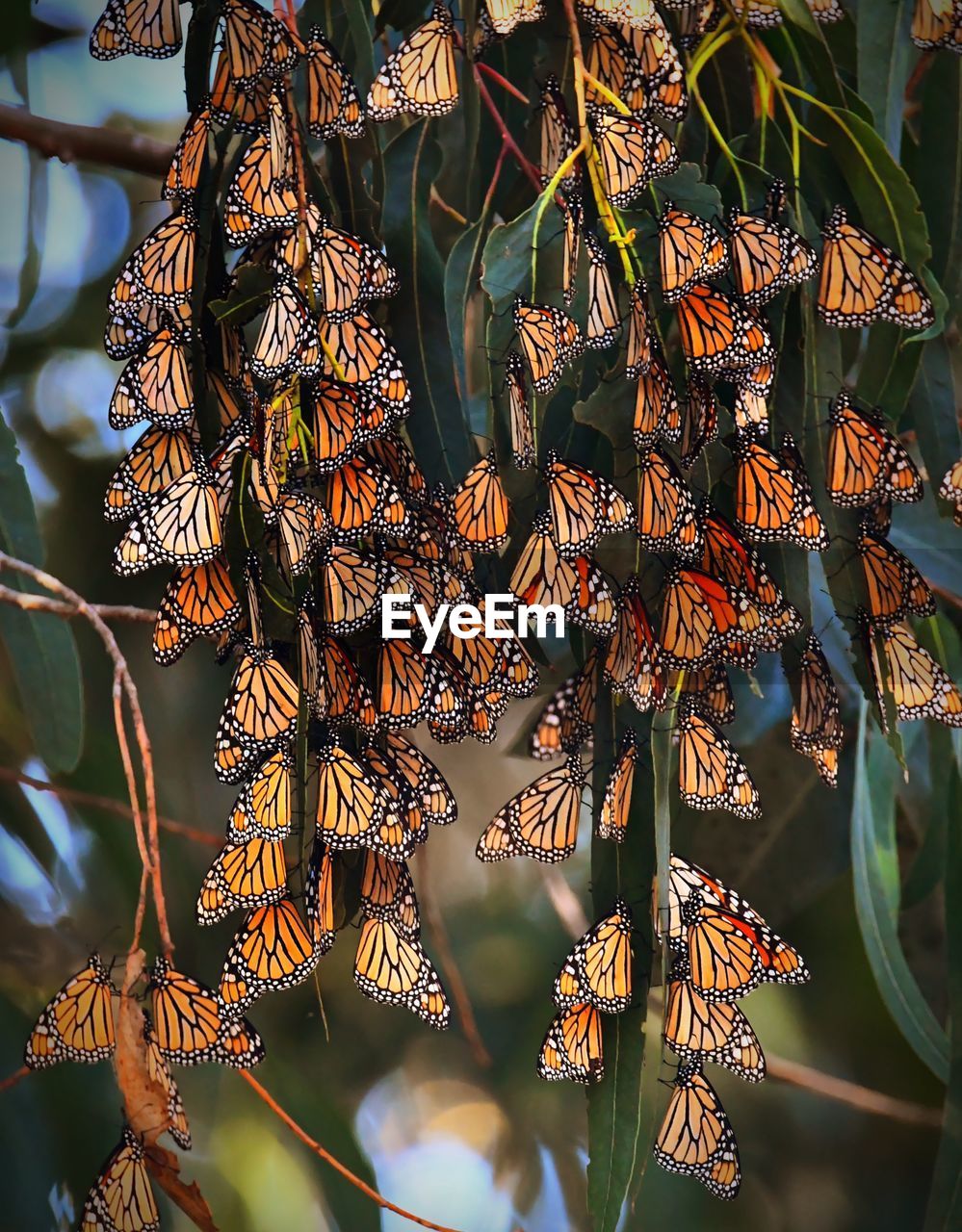Low angle view of butterflies hanging on tree
