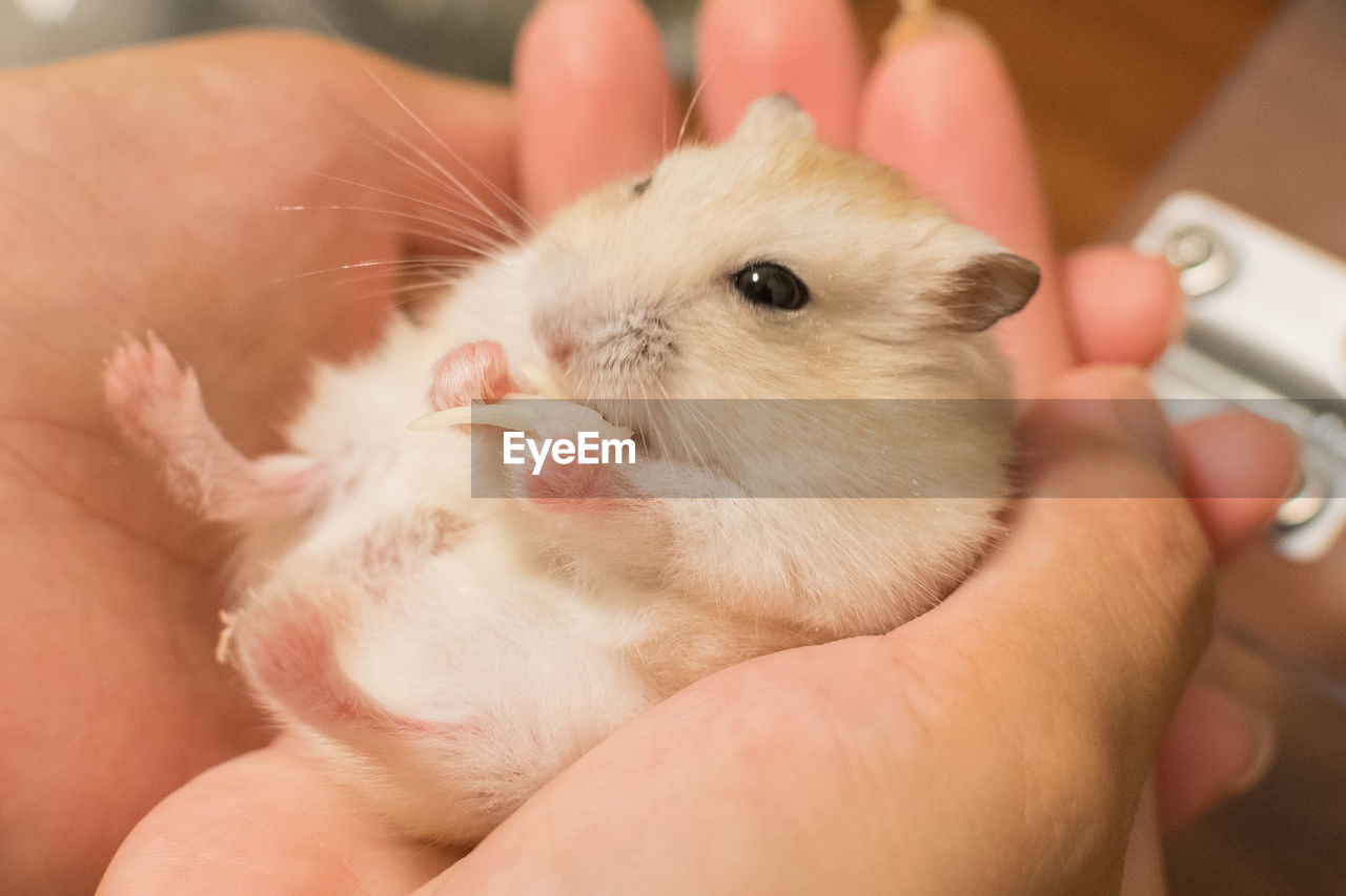 CLOSE-UP OF BABY HOLDING HAND