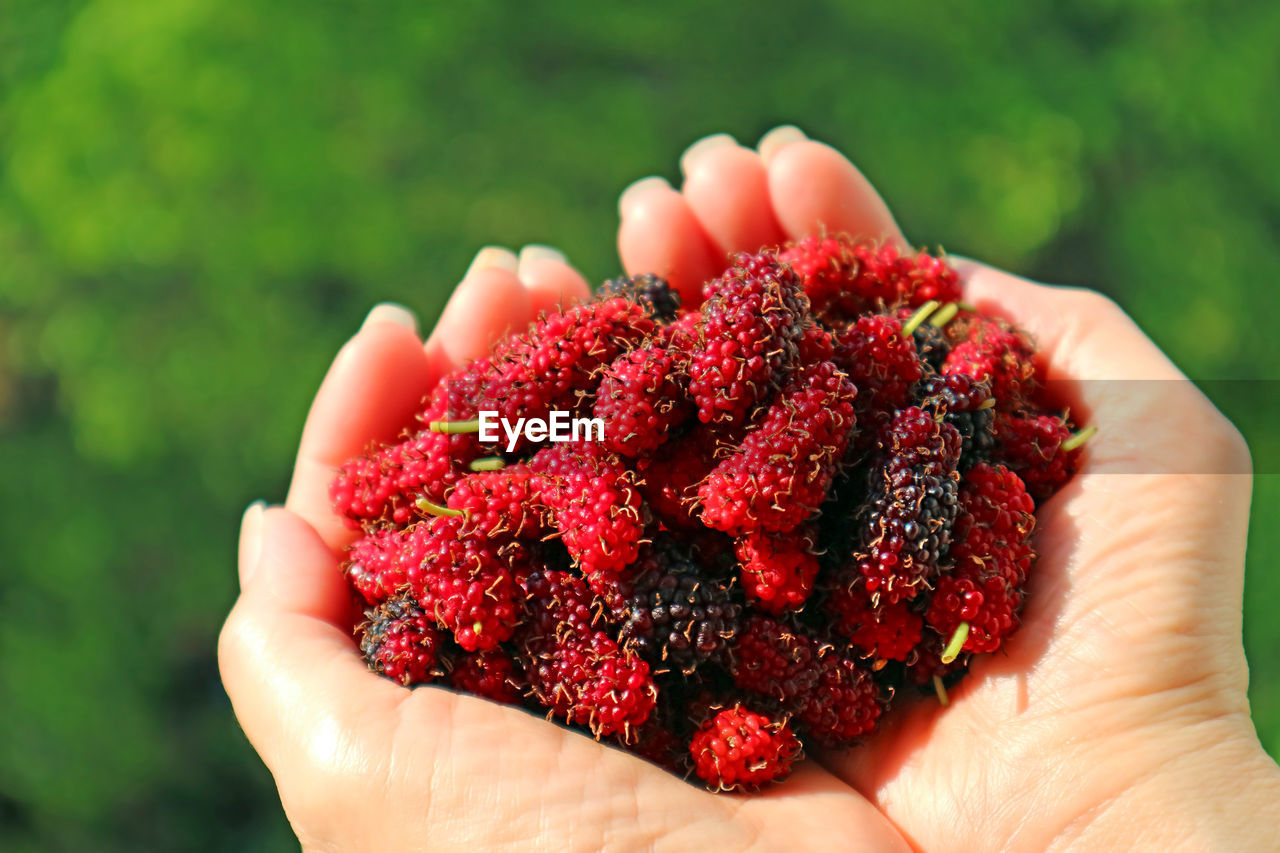 Heap of fresh picked mulberry fruits in woman's hands
