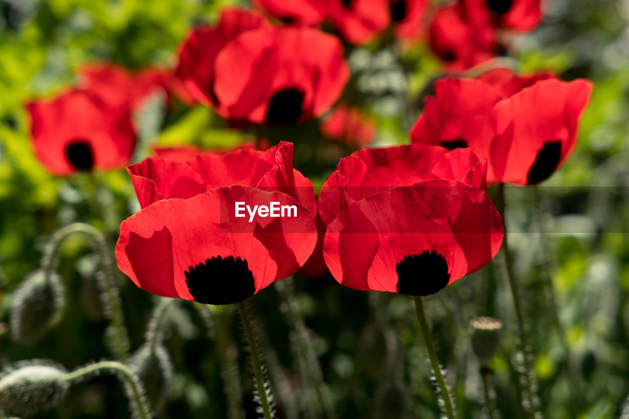 CLOSE-UP OF RED POPPIES BLOOMING OUTDOORS