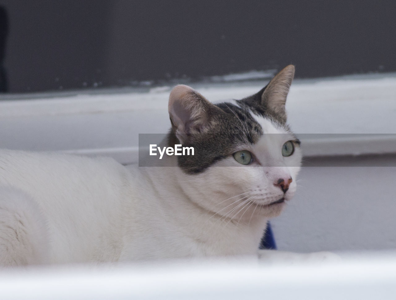 Close-up portrait of a cat