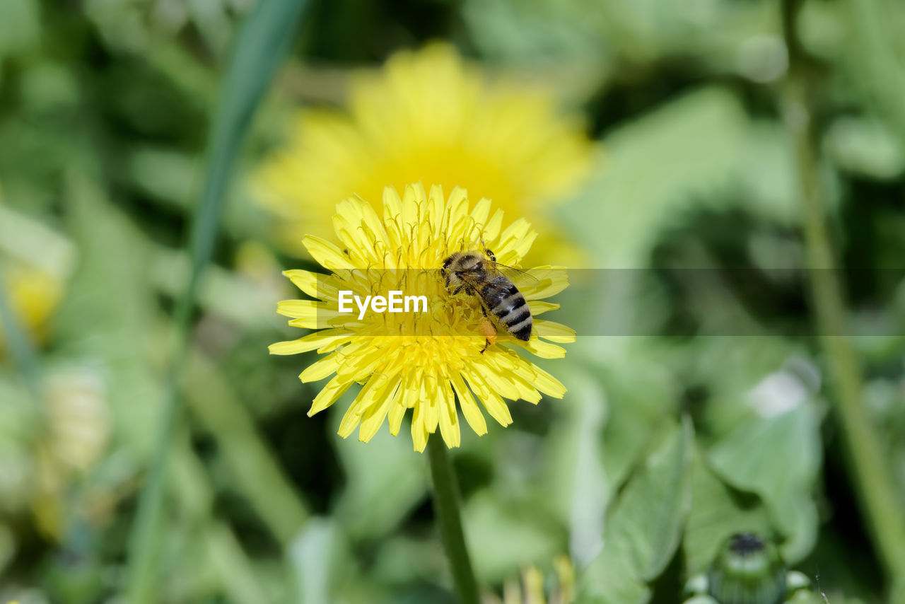 Close-up of bee on yellow dandelion flower