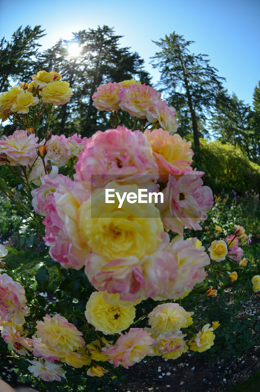 CLOSE-UP OF YELLOW FLOWERS BLOOMING