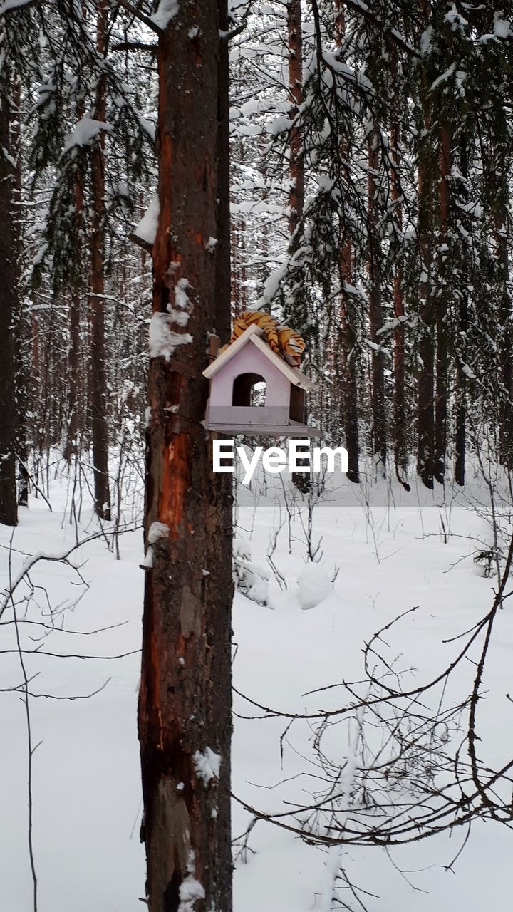 BARE TREE IN SNOW