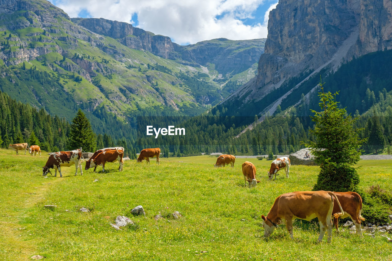 Grazing cows in the valley in a beautiful alp landscape