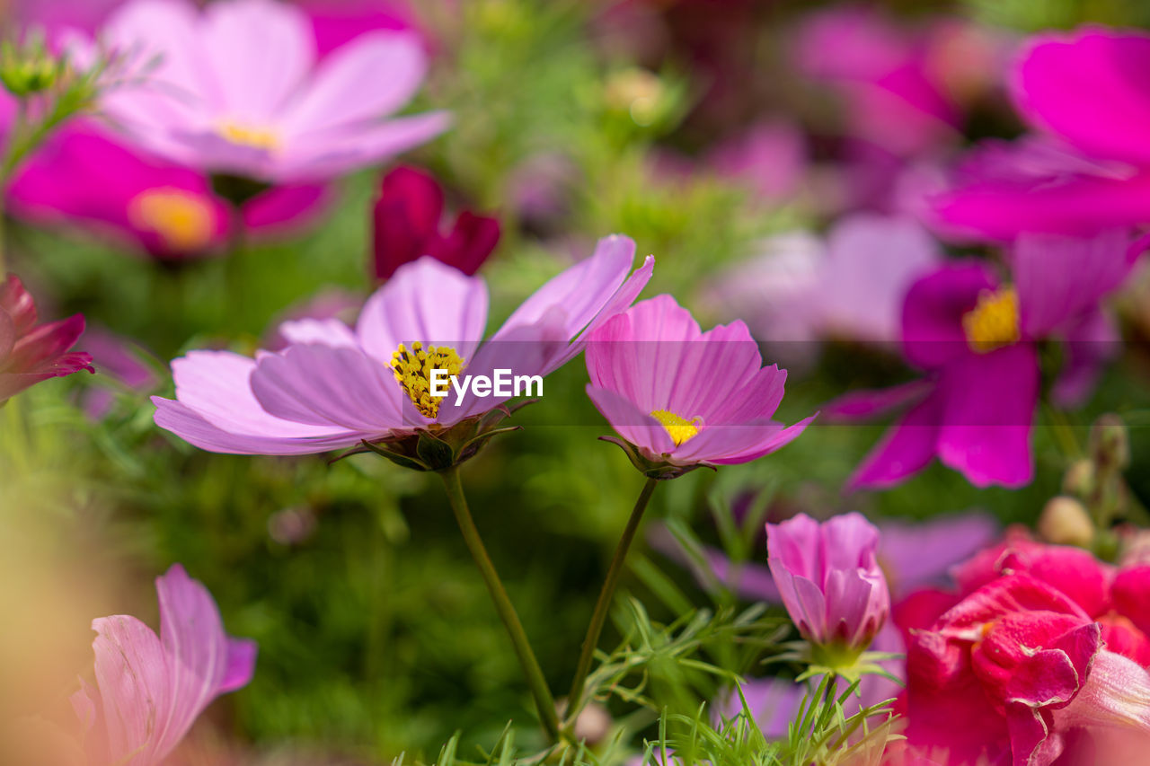 flower, flowering plant, plant, garden cosmos, freshness, beauty in nature, pink, nature, close-up, petal, no people, flower head, fragility, blossom, summer, macro photography, purple, multi colored, outdoors, inflorescence, springtime, growth, selective focus, social issues, magenta, cosmos, environment, wildflower, focus on foreground, ornamental garden, plant part, flowerbed, meadow, botany, leaf, grass, sunlight, garden