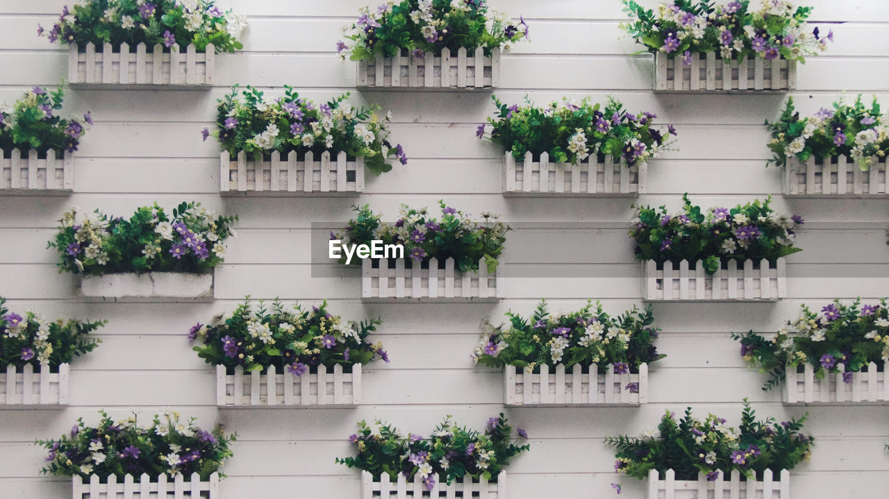 Close-up of plants on the wall