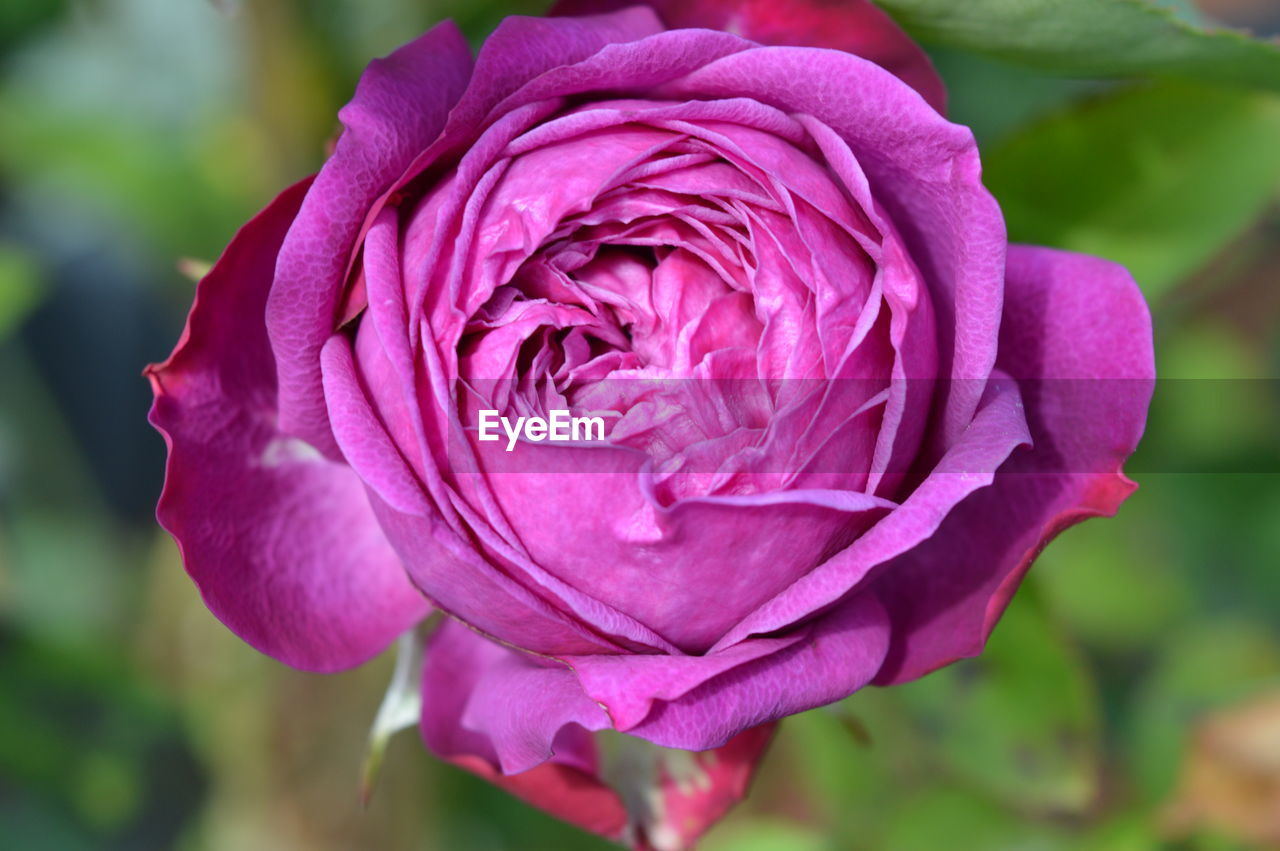 CLOSE-UP OF PINK ROSE IN GARDEN