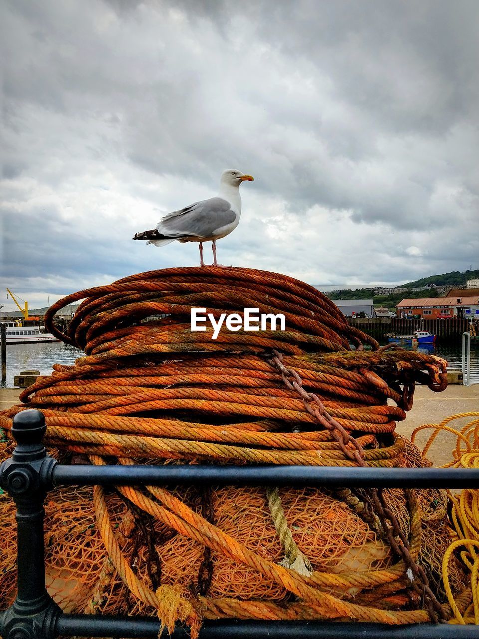 Seagull on fisherman's orange rope at the seaside 