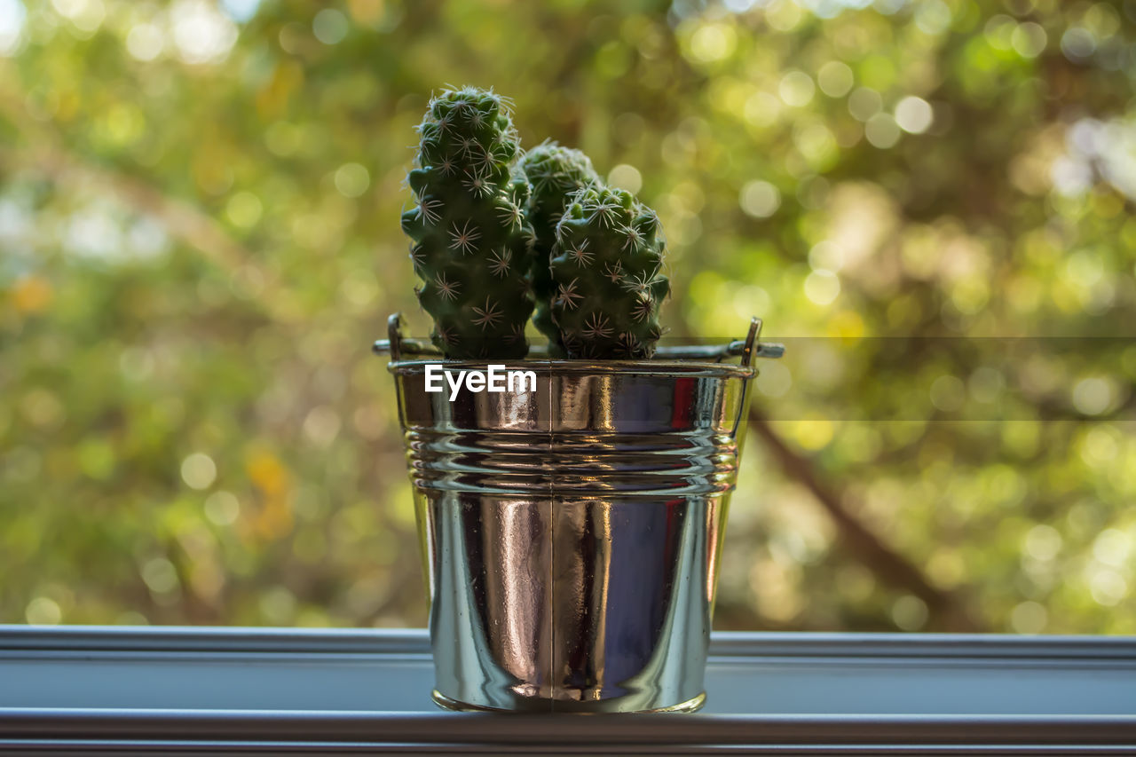 Close-up of potted plant on glass window