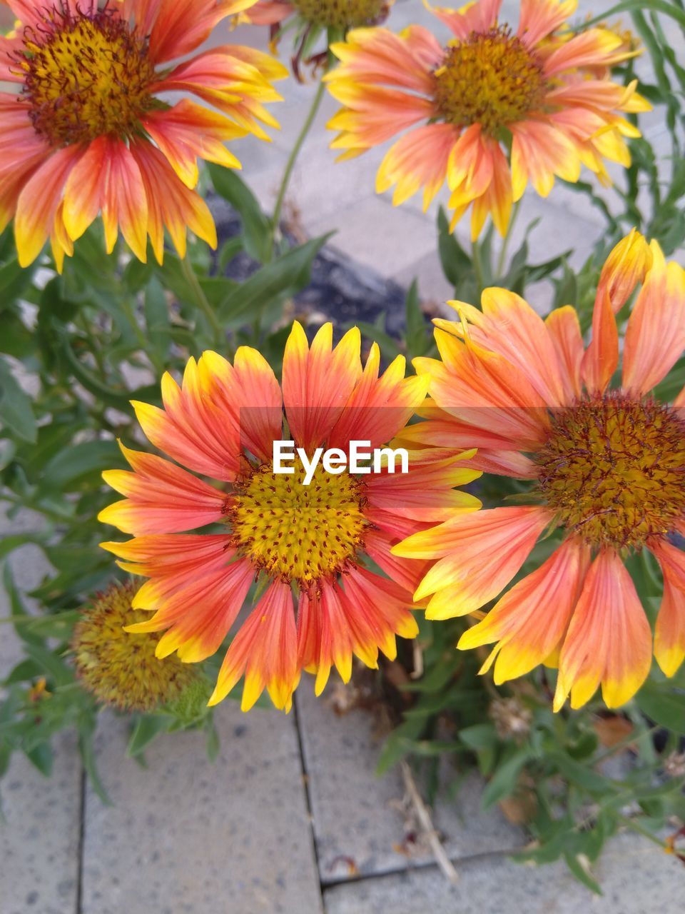 flower, flowering plant, plant, freshness, beauty in nature, flower head, petal, fragility, growth, inflorescence, close-up, nature, blanket flowers, day, no people, yellow, high angle view, outdoors, orange color, focus on foreground, pollen, botany, multi colored
