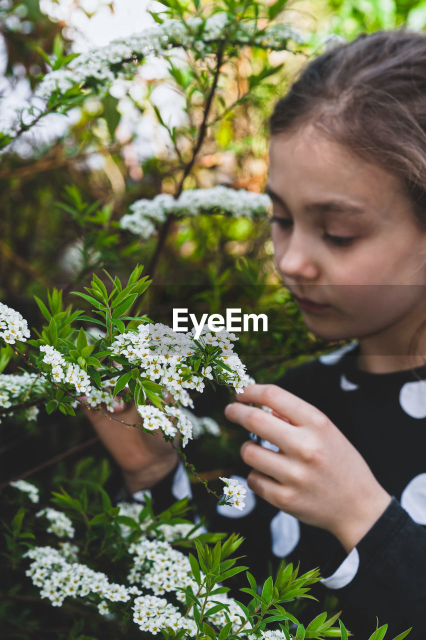 Young girl admiring tiny white spring flowers known as bridal wreath. blooming spiraea in garden.