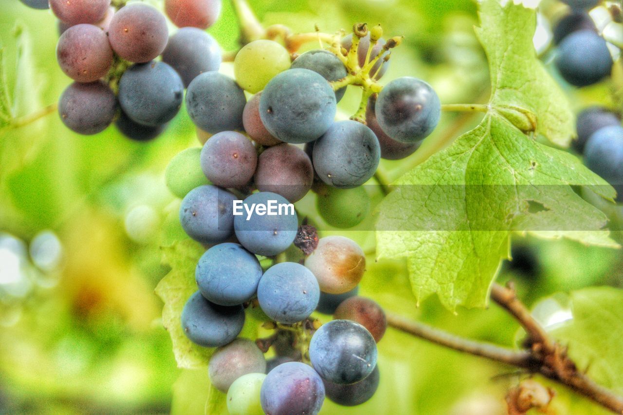 Close-up of grapes