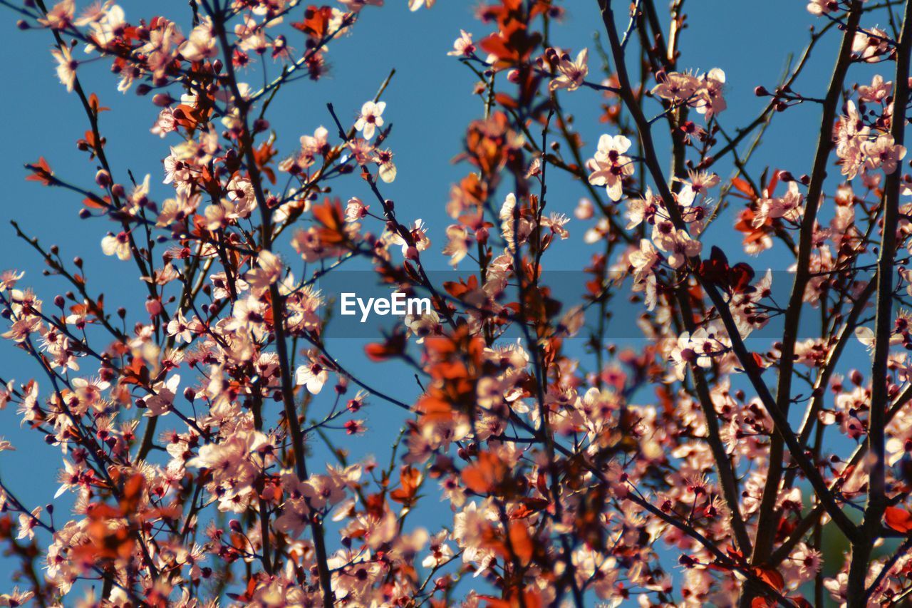 LOW ANGLE VIEW OF BLOOMING TREE