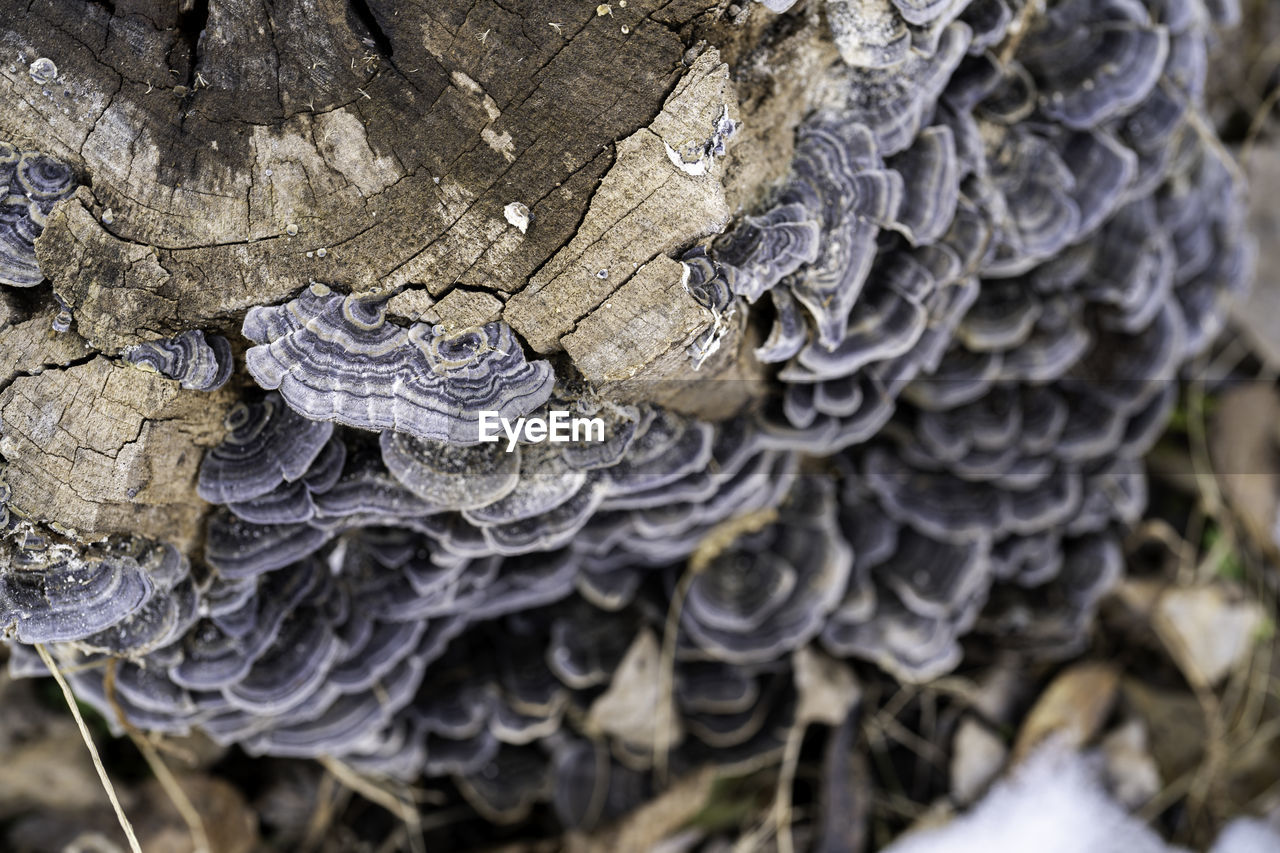 Close-up of mushrooms growing on tree trunk