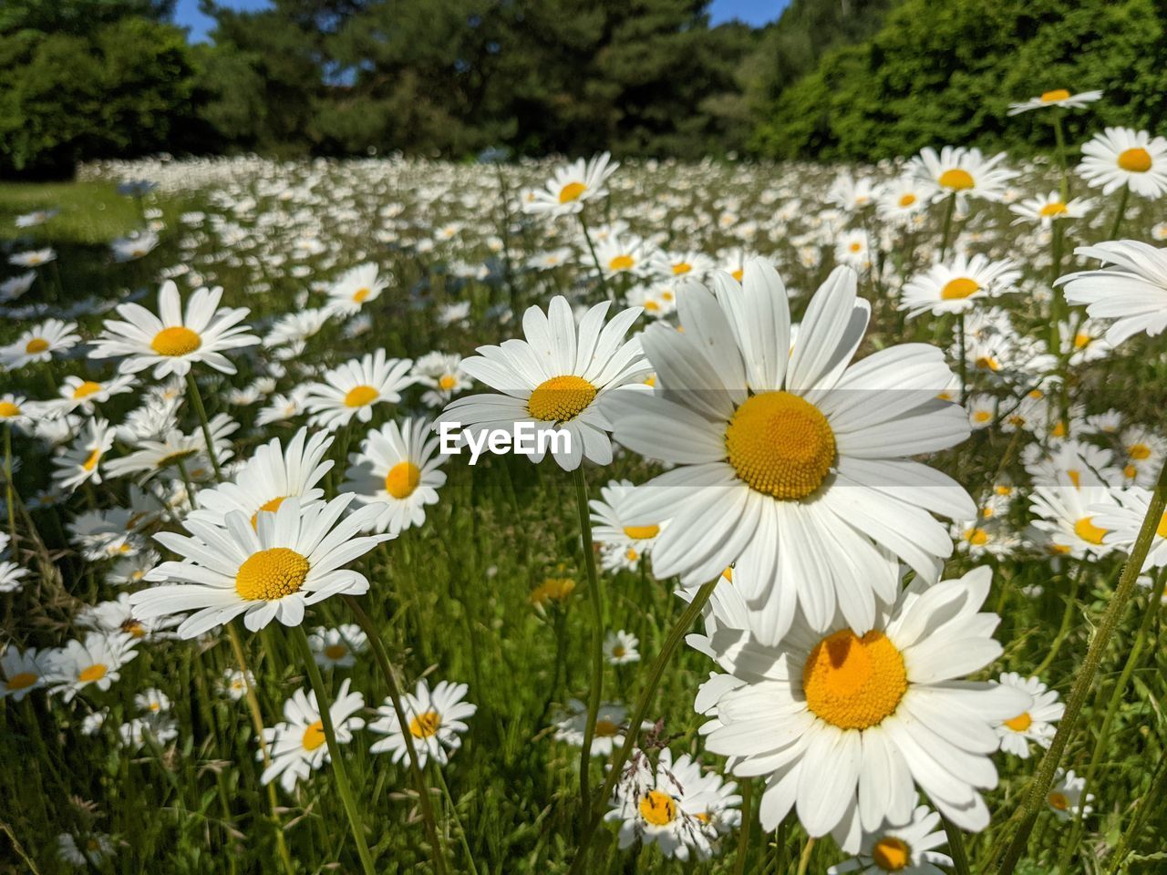 plant, flower, flowering plant, freshness, beauty in nature, growth, fragility, nature, daisy, flower head, petal, meadow, field, white, inflorescence, yellow, no people, close-up, land, grass, pollen, springtime, day, wildflower, landscape, outdoors, plain, botany, environment, blossom, sunlight, focus on foreground, green, rural scene, summer, sky