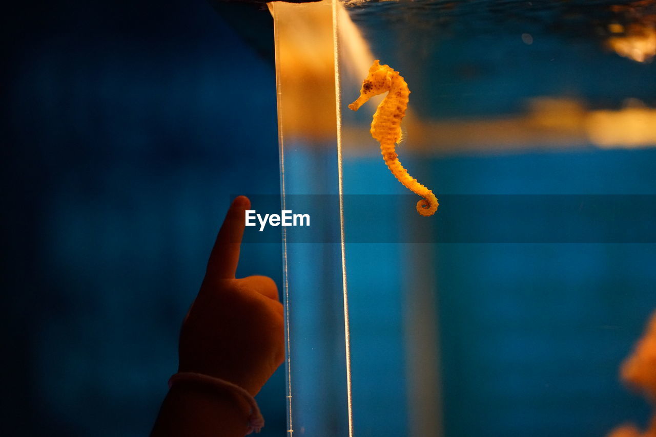 Close-up of hand pointing at sea horse