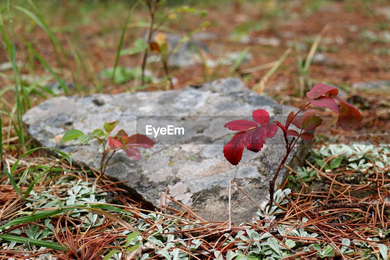 Close-up of red flowering plant on land