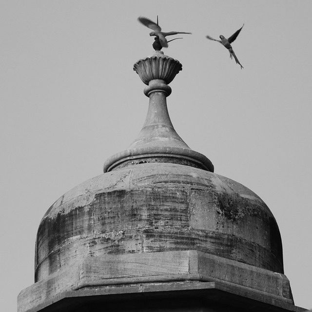 LOW ANGLE VIEW OF BIRDS IN SKY