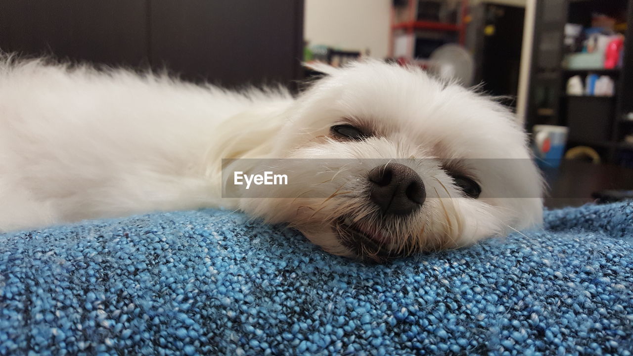 Close-up portrait of dog relaxing at home